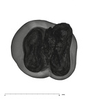 UW101-814 Homo naledi LLM1 apical
