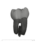 UW101-814 Homo naledi LLM1 buccal