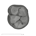 UW101-814 Homo naledi LLM1 occlusal