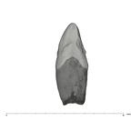 UW101-816 Homo naledi URC distal