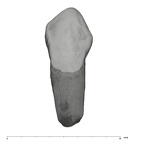 UW101-816 Homo naledi URC labial