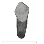 UW101-816 Homo naledi URC lingual