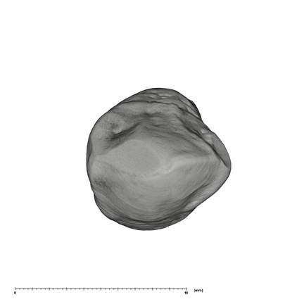 UW101-816 Homo naledi URC occlusal