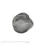 UW101-816 Homo naledi URC occlusal