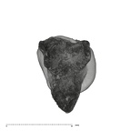 UW101-823 Homo naledi URDM1 apical