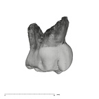 UW101-823 Homo naledi URDM1 buccal