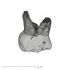UW101-823 Homo naledi URDM1 distal