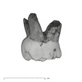 UW101-823 Homo naledi URDM1 lingual