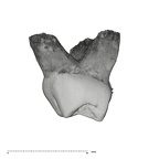UW101-823 Homo naledi URDM1 mesial