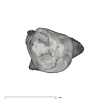 UW101-823 Homo naledi URDM1 occlusal