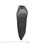 UW101-824 Homo naledi LLDC distal
