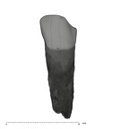 UW101-824 Homo naledi LLDC labial
