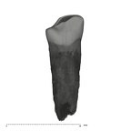 UW101-824 Homo naledi LLDC lingual