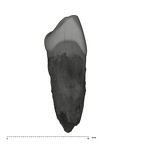 UW101-824 Homo naledi LLDC mesial