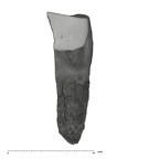UW101-864 H. naledi Crown root frag