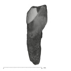 UW101-864 Homo naledi Crown root frag 2