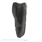 UW101-864 Homo naledi Crown root frag 3