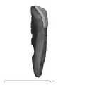 UW101-864 Homo naledi Crown root frag 4