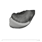 UW101-864 Homo naledi Crown root frag occlusal