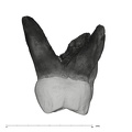 UW101-867 Homo naledi URM2 distal