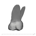 UW101-867 Homo naledi URM2 lingual