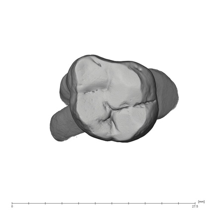 UW101-867 Homo naledi URM2 occlusal