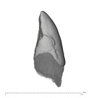 UW101-886 Homo naledi LRC distal