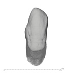 UW101-886 Homo naledi LRC labial