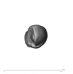 UW101-886 Homo naledi LRC occlusal