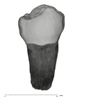 UW101-887 Homo naledi LLP4 lingual