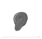 UW101-889 Homo naledi LLP3 apical