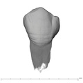 UW101-889 Homo naledi LLP3 buccal