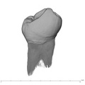 UW101-889 Homo naledi LLP3 lingual