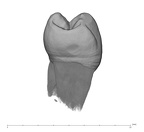 UW101-889 Homo naledi LLP3 mesial