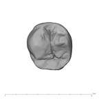UW101-889 Homo naledi LLP3 occlusal