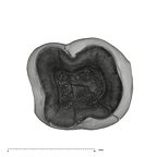 UW101-905+294 Homo naledi LM apical
