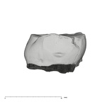 UW101-905+294 Homo naledi LM distal