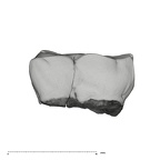 UW101-905+294 Homo naledi LM lingual