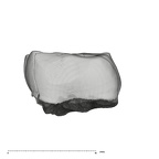 UW101-905+294 Homo naledi LM mesial