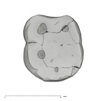 UW101-905+294 Homo naledi LM occlusal