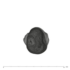 UW101-908 Homo naledi URC apical