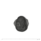 UW101-908 Homo naledi URC apical