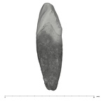 UW101-908 Homo naledi URC distal