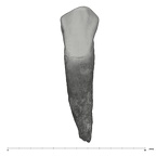 UW101-908 Homo naledi URC labial
