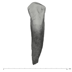 UW101-908 Homo naledi URC lingual