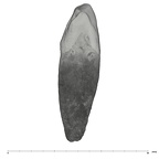 UW101-908 Homo naledi URC mesial