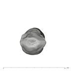 UW101-908 Homo naledi URC occlusal