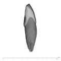 UW101-931 Homo naledi ULI1 distal