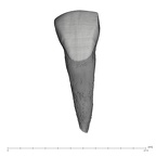 UW101-931 Homo naledi ULI1 labial