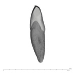 UW101-931 Homo naledi ULI1 mesial